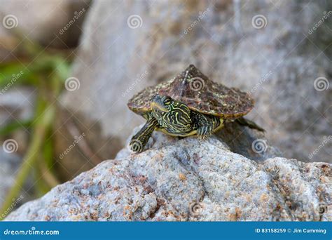 Northern Map turtle stock image. Image of shell, pond - 83158259