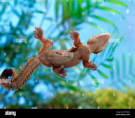 Flying Gecko (Ptychozoon kuhli Stock Photo - Alamy