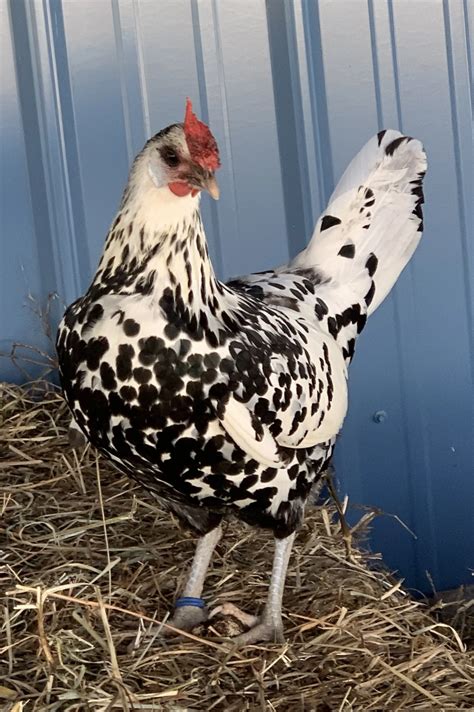 Name Of Black And White Chickens