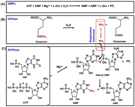 GMP Synthetase: Allostery, Structure, and Function
