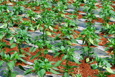 种植青椒需要注意的四个方面 - 川椒种业