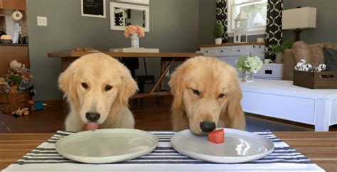 Dogs Taste Testing Food 的图像结果