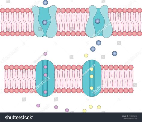 16,344 Membrana Citoplasmática Images, Stock Photos & Vectors ...