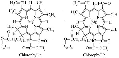 Difference Between Structure Of Chlorophyll A And Chlorophyll B at Evelyn Carson blog