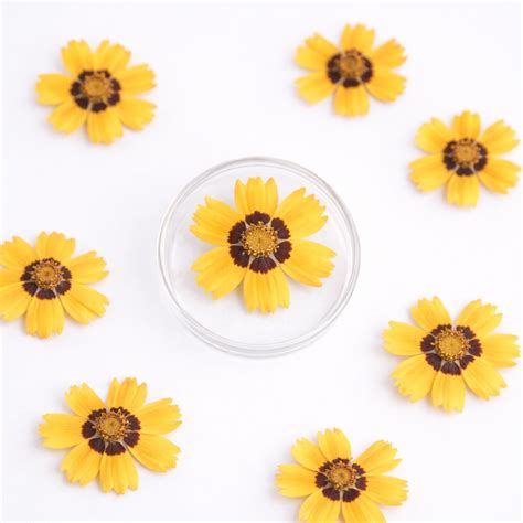 DF 55 Tickseed Golden Pressed Dried Flower ( 1 pc ) plain dried flower ...