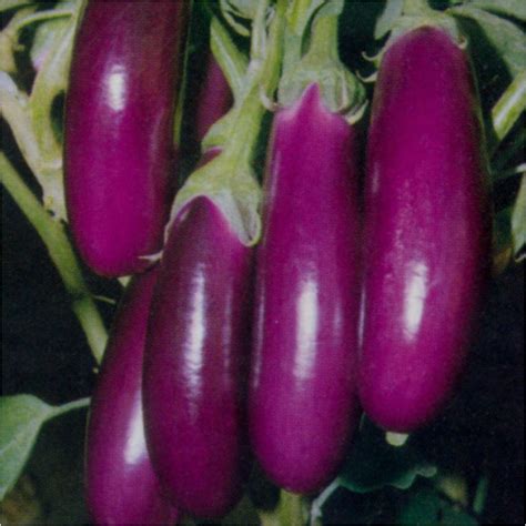 Buy Sunrise Brinjal Gulabi Long Seeds 4gm online at best price – Plantsguru