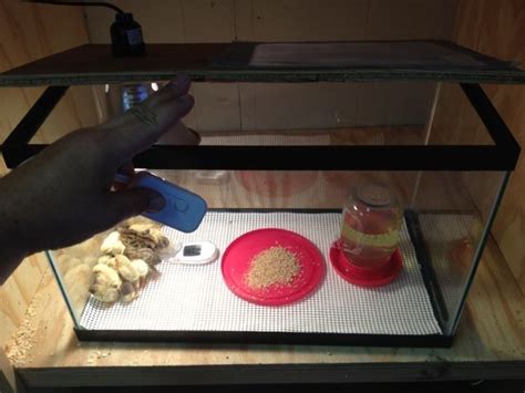 Image result for Homemade Quail Brooder Tutorial