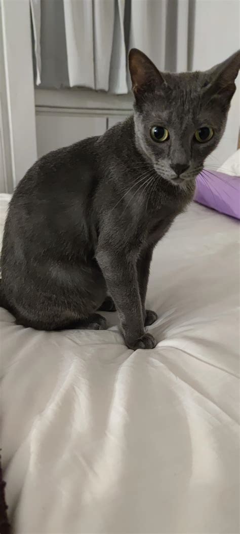 Can a siamese cat be grey colour? We got this cat long time ago but ...