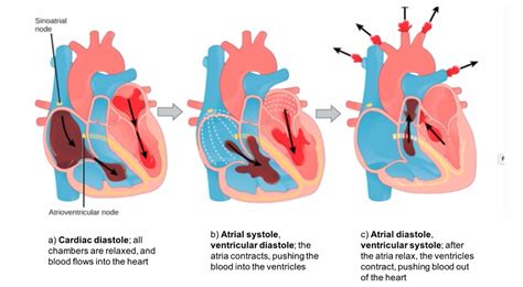 Cardiac Cycle Explained 的图像结果