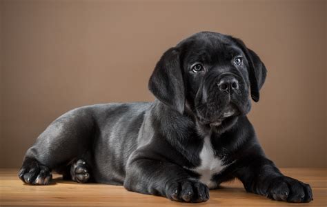 Dogs, Cane Corso, Black, Black background, HD Wallpaper | Rare Gallery