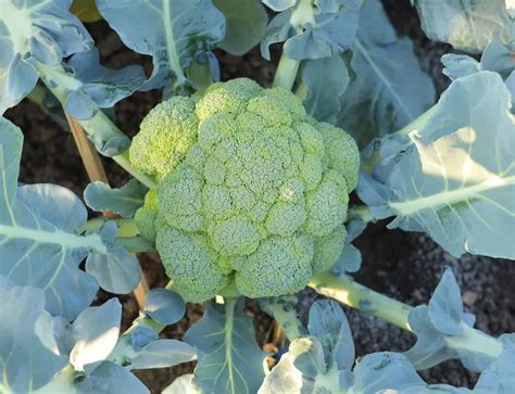 F1 - Broccoli Vinay Seed | Thriving Growth & High Yield