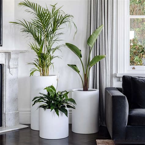 Plant Ideas For Living Room