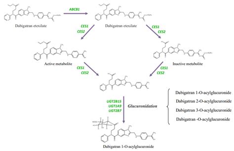 Using Pharmacogenetics of Direct Oral Anticoagulants to Predict Changes ...