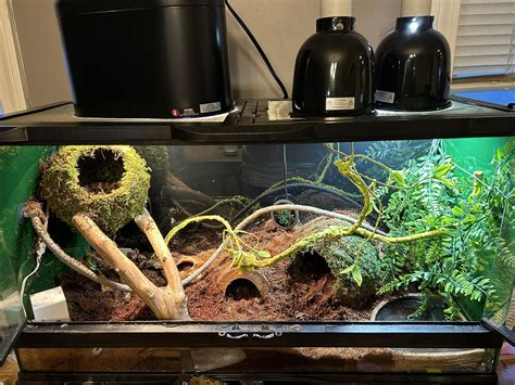Corn snake enclosure – Artofit