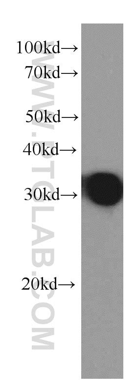 IL-27A p28 antibody (66164-1-Ig) | Proteintech