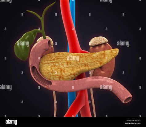 Human Gallbladder and Pancreas Anatomy Stock Photo - Alamy