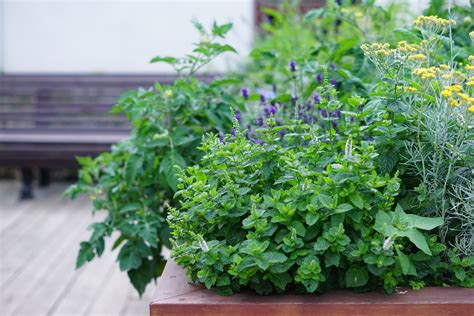 Which herbs to plant together: companion herbs - Plantura