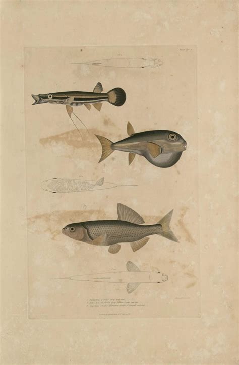 Illustrations of Indian Zoology (1830 - 1835) - Part 5 - Old Indian Arts