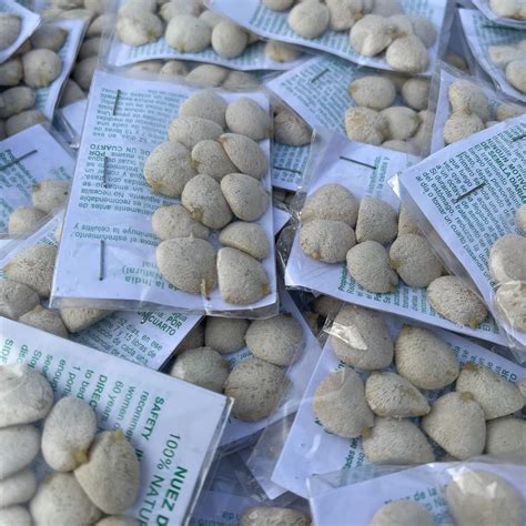 Todorganic Natural Products 3 Pack Indian Nut Weight Loss Seeds - 36 ...