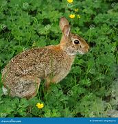Image result for Rabbit Half Spring