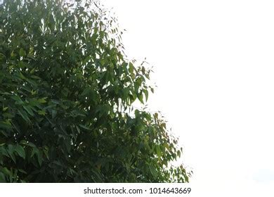 Image result for Eucalyplus Pulp