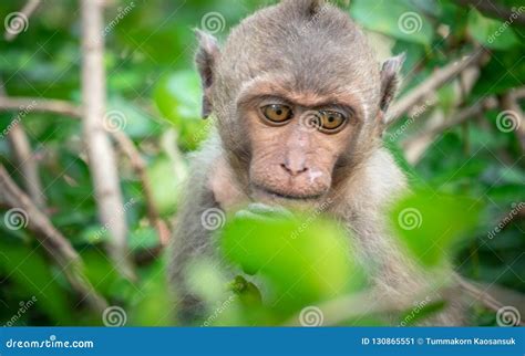 Image result for Monkey Behavior