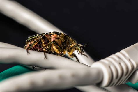 Image result for Bug Compilation