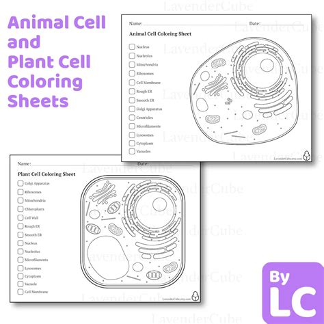 Animal and Plant Cell Coloring Worksheets - Digital Download - 300 DPI ...