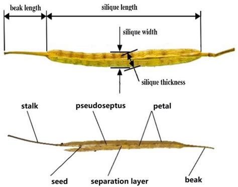 Silique Seed Closeup