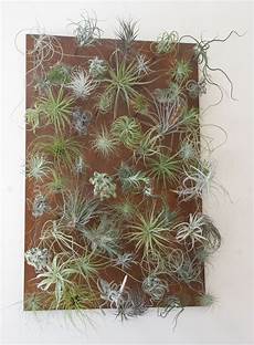 Air Plants For Wall by Air Plant Wall Air Plants Air Plants For Wall