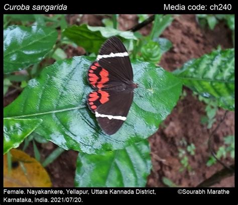 Curoba sangarida (Stoll, [1782]) - | Moths