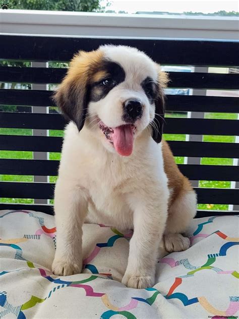 Saint Bernard Mix Puppies for Sale - Greenfield Puppies