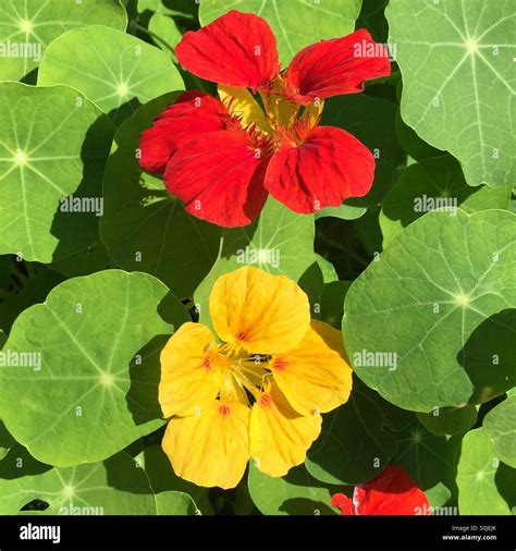 Red and yellow flowers Stock Photo - Alamy