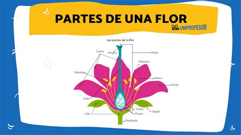 Partes de uma flor: descrição detalhada e tipos