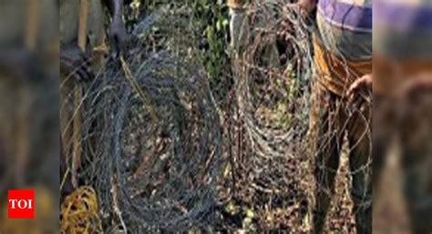 Rampant poaching under lens after tiger death | Kolkata News - Times of ...