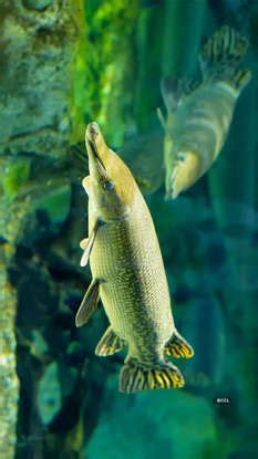 10 ancient creatures that outlived extinction