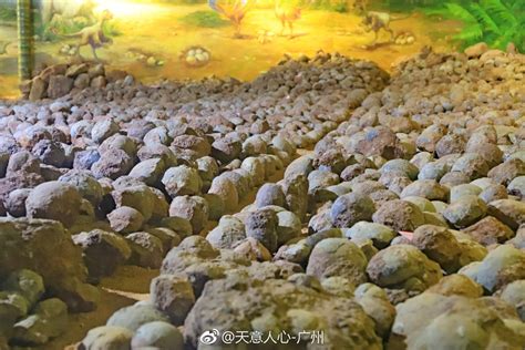广东河源恐龙化石遭盗掘 警方追213枚蛋化石|恐龙化石_新浪新闻
