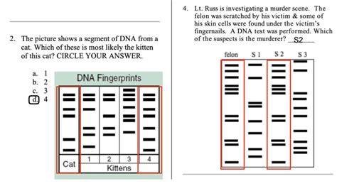 Image result for DNA Fingerprinting Worksheet Back Answer Key