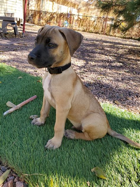 Black Mouth Cur Puppies For Sale | Colorado Springs, CO #313762