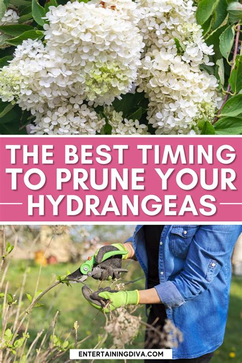 Pruning Hydrangeas (The Ultimate Guide) in 2024 | Pruning hydrangeas ...