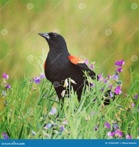 Red Winged Blackbird stock image. Image of texas, blackbirds - 129423491