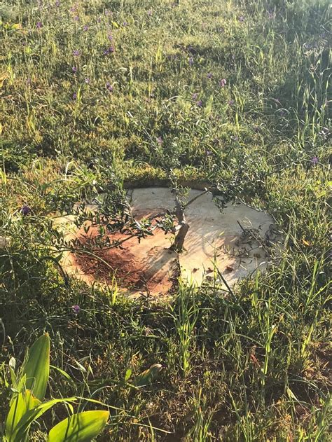 Image result for Environment Project Development