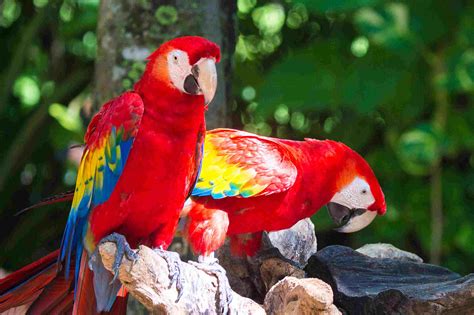 What Animals Does Xcaret Have? A Look At The Species Here