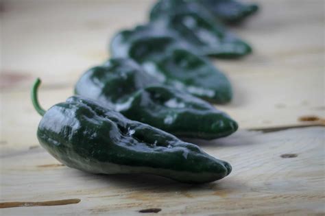 Canning Peppers: A Tutorial • The Prairie Homestead