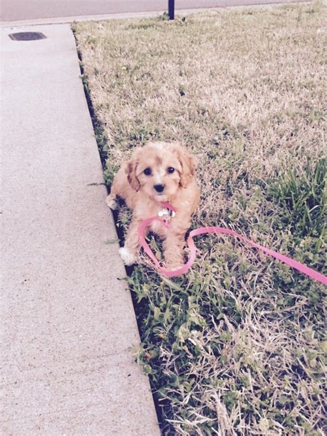 10 Week Old Cavapoo 的图像结果