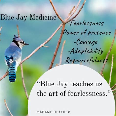 Blue Jay Medicine Wheel Symbolism Guide