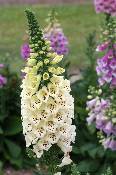 Foxglove Perennial Plants