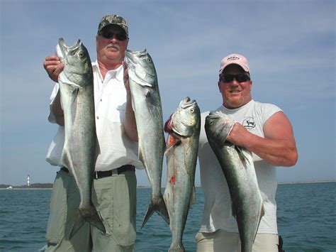 Image result for Bluefish Tutorial