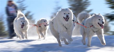 南方养狗的人一定要看！天宇基地携爱犬“极地”之旅 – 阿拉斯加犬-天宇基地-官方网站