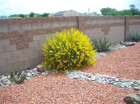 Broom Leaves Tree at Paulette Flores blog